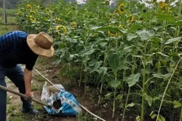 向日葵烂根的原因,浇水过多、施肥过量等因素都会引起