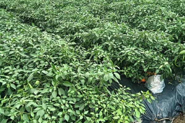 辣椒为什么要整枝打杈，疏除多余的分枝能让营养集中供应给结果枝