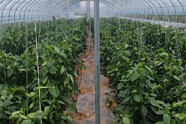 辣椒为什么要整枝打杈，疏除多余的分枝能让营养集中供应给结果枝