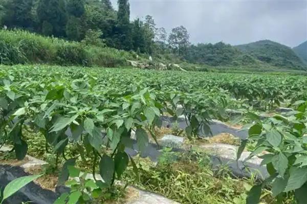 辣椒为什么要整枝打杈，疏除多余的分枝能让营养集中供应给结果枝