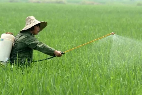 灭草松怎么使用，以兑水喷雾为主