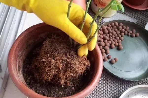 钻石玫瑰一直干枯的原因，浇水过量、光照过强都是常见因素