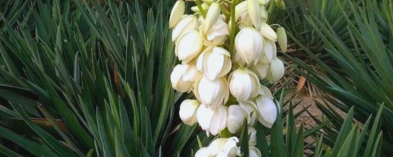 凤尾兰的花语是什么，代表盛开的希望、永不放弃等含义