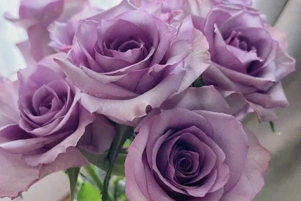 橙色玫瑰花有什么花语，代表沉默的爱、温馨温暖等含义