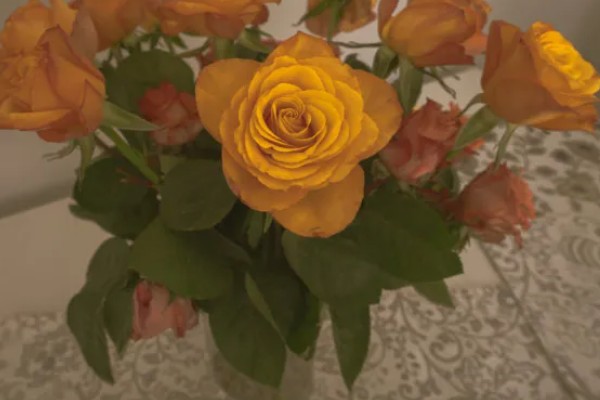 橙色玫瑰花有什么花语，代表沉默的爱、温馨温暖等含义