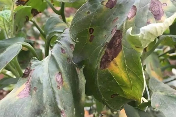 番茄灰叶斑病症状,发病初期叶面布满圆形小斑点