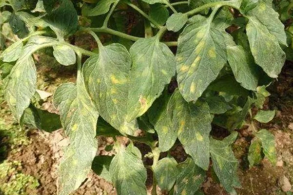 番茄灰叶斑病症状,发病初期叶面布满圆形小斑点