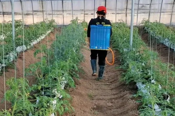番茄灰叶斑病症状,发病初期叶面布满圆形小斑点