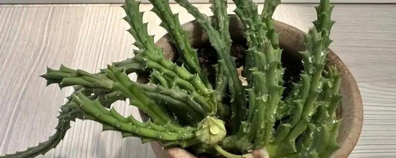 豹皮花的养殖方法，每隔15-20天追肥一次