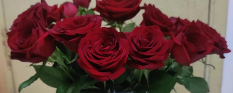 玫瑰如何醒花，把花枝底部剪除2-3厘米再用水浸泡