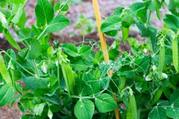 豌豆简介，株高有0.5-2米左右