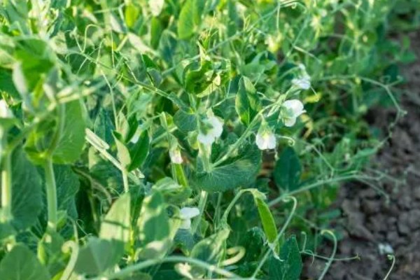 豌豆简介，株高有0.5-2米左右