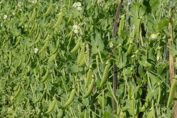 豌豆简介，株高有0.5-2米左右