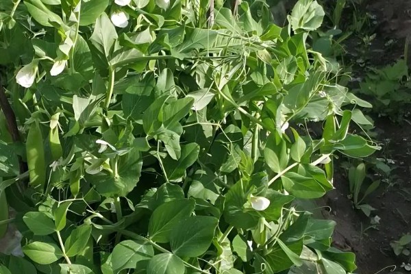 豌豆简介，株高有0.5-2米左右