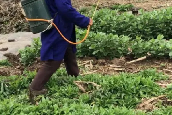 豌豆简介，株高有0.5-2米左右