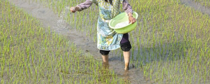水田淹水期不能用什么氮肥，使用硝态氮肥容易发生反硝化作用