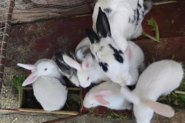 兔子要不要驱虫,家养的宠物兔也要定期驱虫