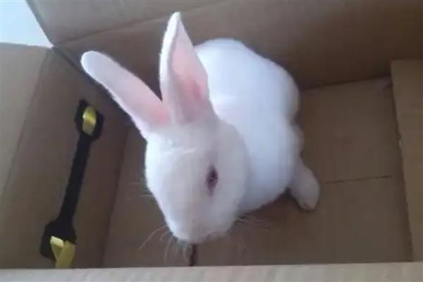 兔子要不要驱虫,家养的宠物兔也要定期驱虫