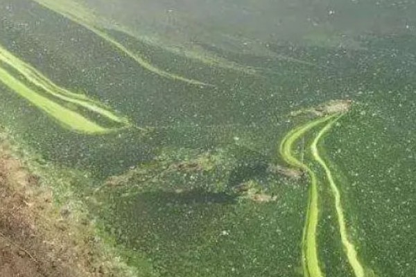 倒藻后怎么调水,应立刻增氧