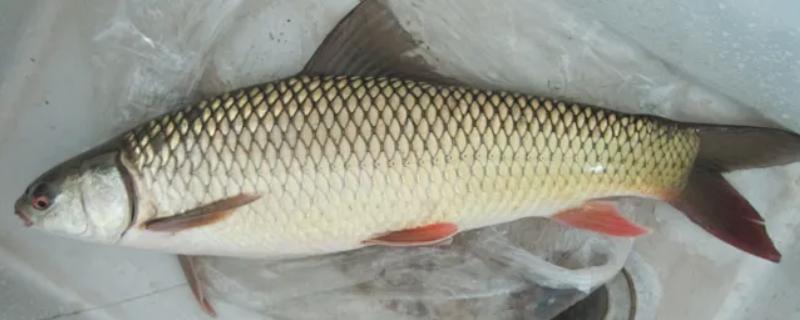 赤眼鳟怎么养殖，每隔5-7天加一次水