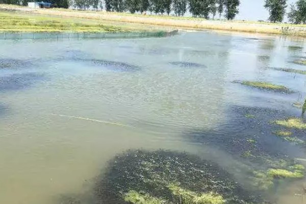 倒藻后怎么调水,应立刻增氧