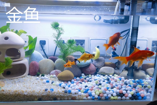 120长40宽的鱼缸可以养什么鱼,推荐金鱼、鹦鹉鱼等