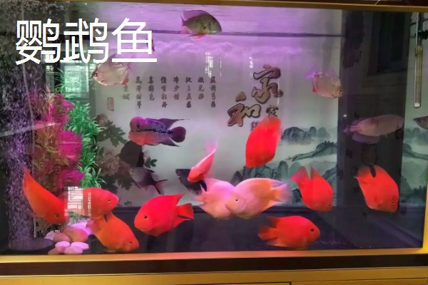 120长40宽的鱼缸可以养什么鱼,推荐金鱼、鹦鹉鱼等