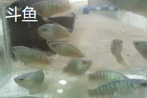 120长40宽的鱼缸可以养什么鱼,推荐金鱼、鹦鹉鱼等