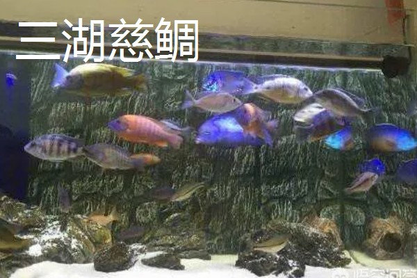 120长40宽的鱼缸可以养什么鱼,推荐金鱼、鹦鹉鱼等