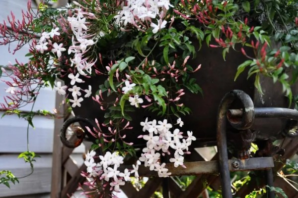 素馨花有没有毒,素馨花无毒