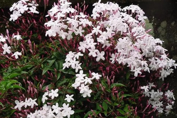 素馨花有没有毒,素馨花无毒