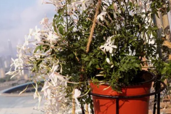 素馨花有没有毒,素馨花无毒
