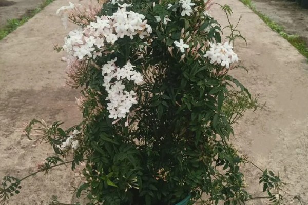 素馨花有没有毒,素馨花无毒