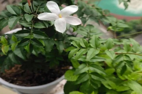 素馨花有没有毒,素馨花无毒