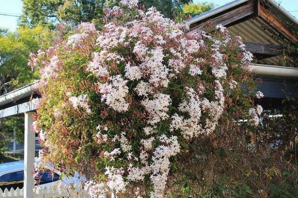 素馨花有没有毒,素馨花无毒