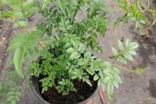 素馨花有没有毒,素馨花无毒
