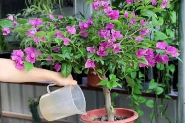 三角梅怕不怕高温暴晒,不怕高温暴晒