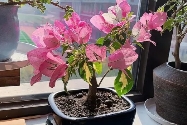 三角梅怕不怕高温暴晒,不怕高温暴晒