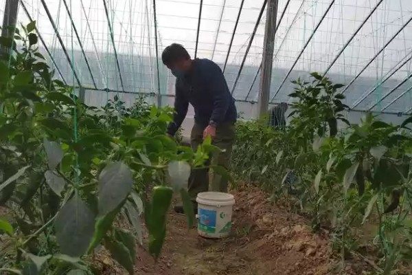 大棚蔬菜简易种植方法，将温度控制在18-25℃