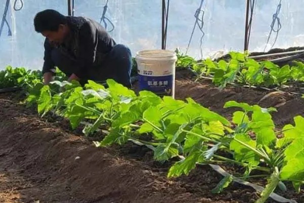 大棚蔬菜简易种植方法，将温度控制在18-25℃