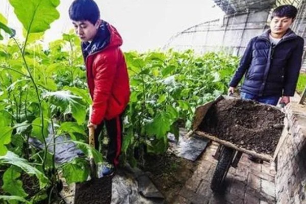 大棚蔬菜简易种植方法，将温度控制在18-25℃