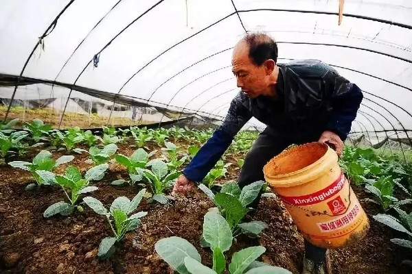 大棚蔬菜简易种植方法，将温度控制在18-25℃