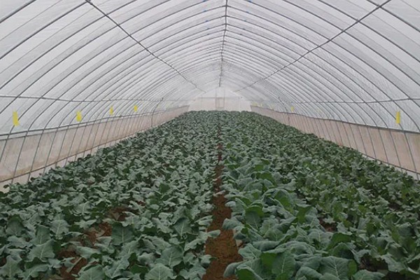 大棚蔬菜简易种植方法，将温度控制在18-25℃