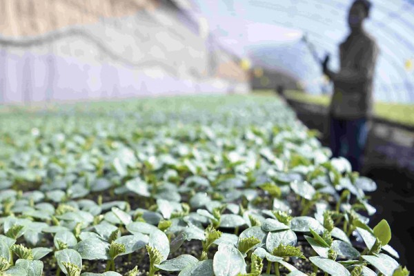大棚蔬菜简易种植方法，将温度控制在18-25℃