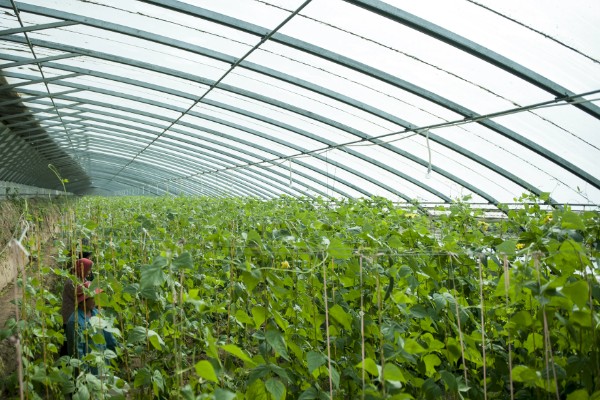 大棚蔬菜简易种植方法，将温度控制在18-25℃