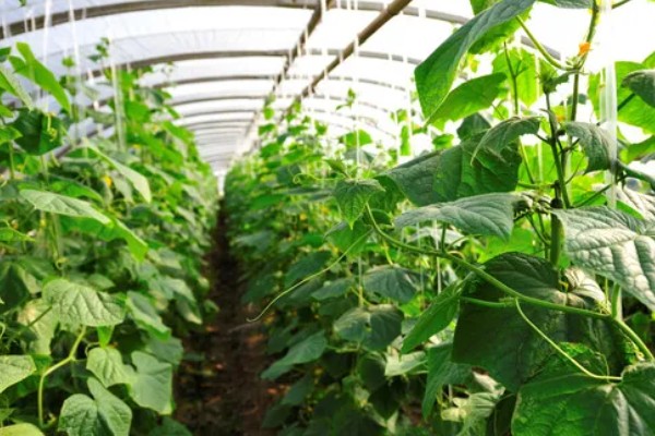 大棚蔬菜简易种植方法，将温度控制在18-25℃