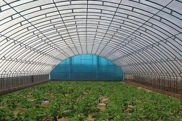大棚蔬菜简易种植方法，将温度控制在18-25℃