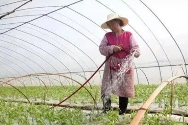 大棚蔬菜简易种植方法，将温度控制在18-25℃