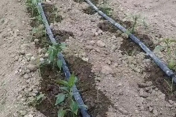 大棚蔬菜简易种植方法，将温度控制在18-25℃