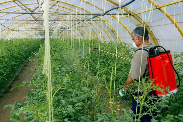 大棚蔬菜简易种植方法，将温度控制在18-25℃